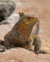 Bahamas-iguana