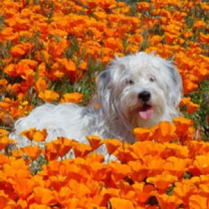 MollyPoppies