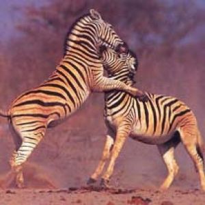 zebre