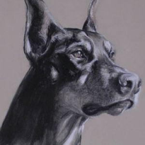 doberman