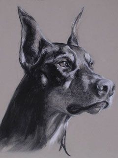 doberman