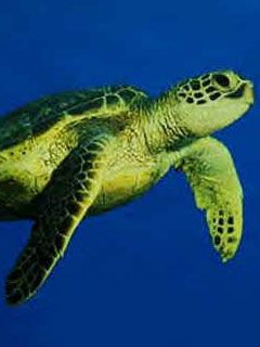 Galapagos