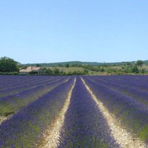 Provence-lavande