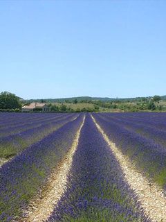 Provence-lavande