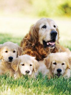 Retriver