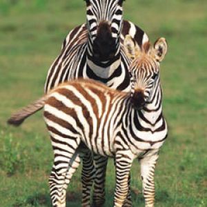 zebre