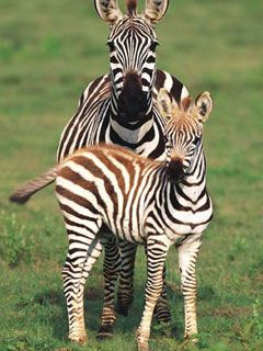 zebre