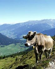 Tirol