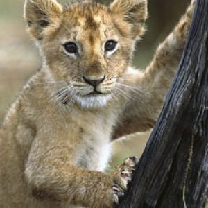 Month Old Lion Cub Masai Mara National Reserve Ken