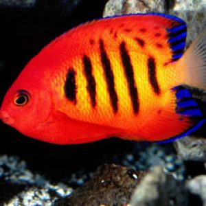 Flame-Angelfish
