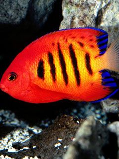 Flame-Angelfish
