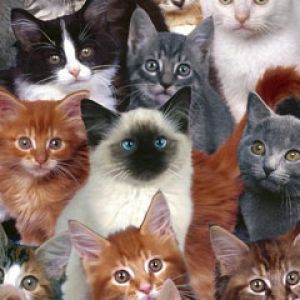 Collection of Kittens