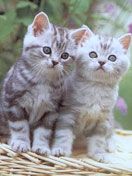 cats