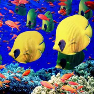 Life-Below-the-Red-Sea -Egypt