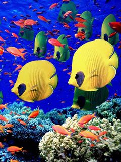 Life-Below-the-Red-Sea -Egypt