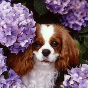 Cavalier King Charles Spaniel