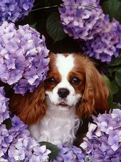 Cavalier King Charles Spaniel