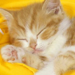catnip