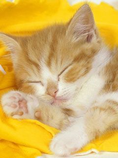 catnip