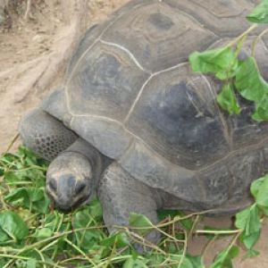 seychelles turtles 