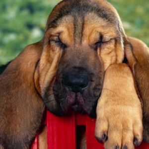 Winks Bloodhound Puppy