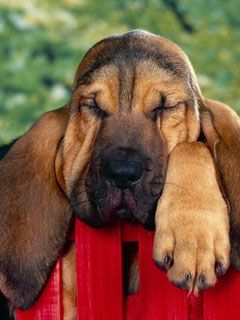 Winks Bloodhound Puppy