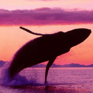 Crimson-Flight-Humpback-Whale -Alaska