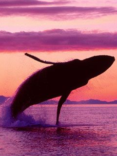 Crimson-Flight-Humpback-Whale -Alaska