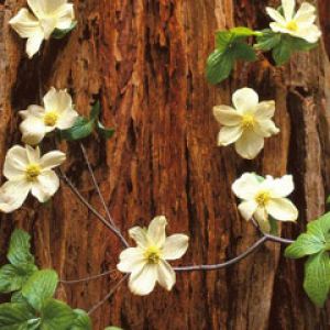 Pacific-Dogwood-Redwood-National-Park -California