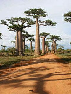 Madagascar