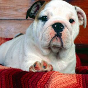  Bulldog Puppy