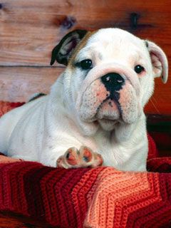  Bulldog Puppy