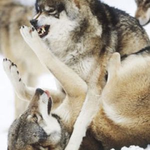 Angry Wolves