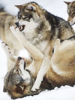 Angry Wolves