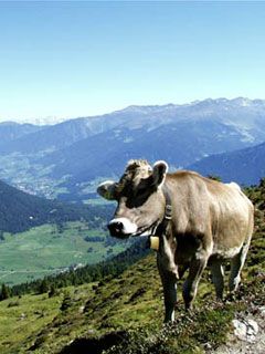 Tirol
