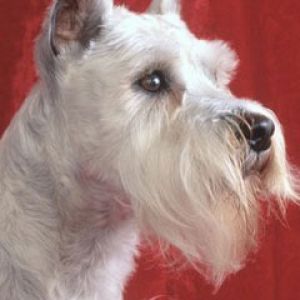 Miniature Schnauzer