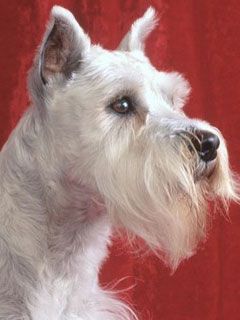 Miniature Schnauzer