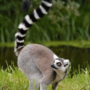 Madagaskar-lemur