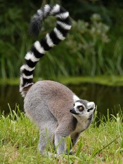 Madagaskar-lemur