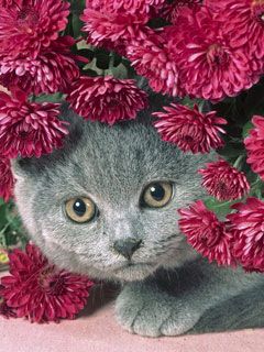 persian