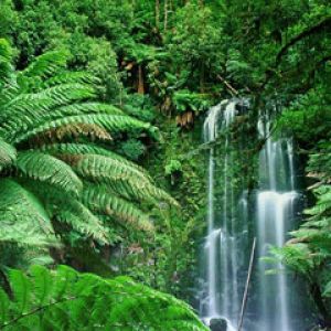 Beauchamp Falls Victoria Australia