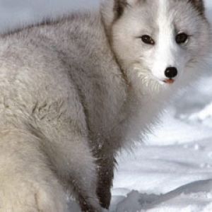 Arctic Fox