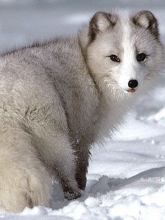 Arctic Fox