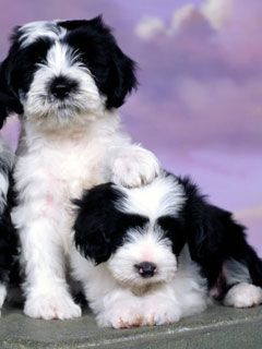 Tibetan Terriers