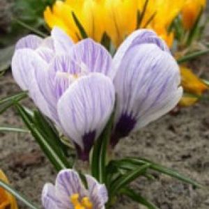 krokus