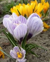 krokus