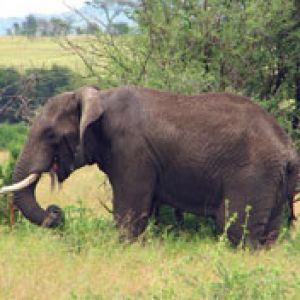 elephant serenget camp