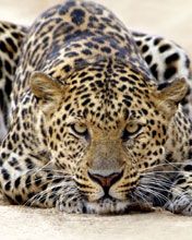 leopard