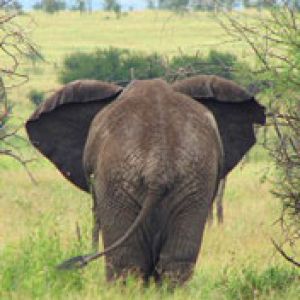 elephant serengeti camp