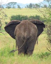 elephant serengeti camp